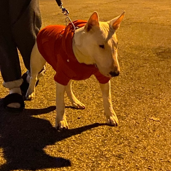 Silver Paw Soft Doggy Sweater - Picture 4 of 15